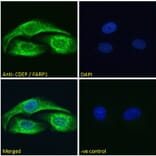 Immunofluorescence - Anti-CDEP Antibody (A121160)