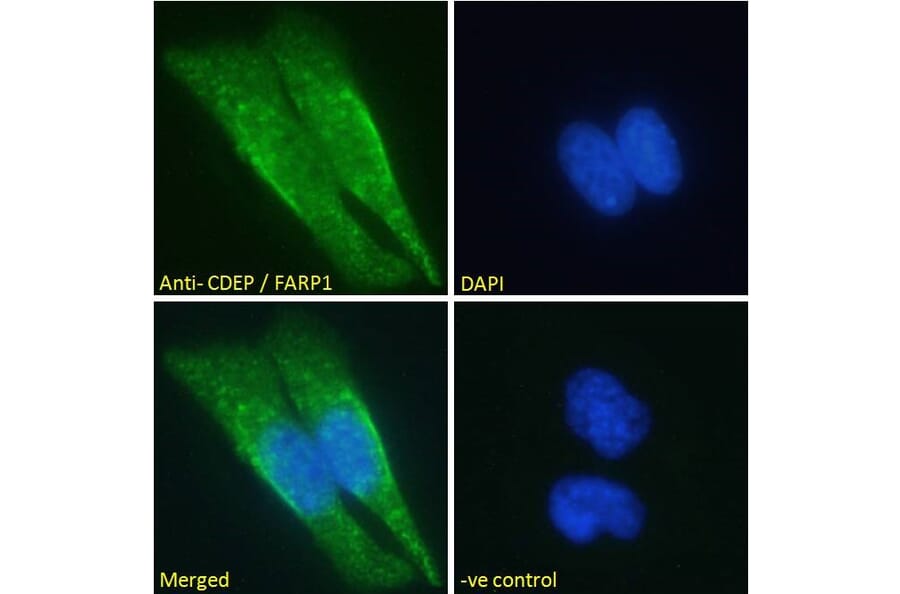 Immunofluorescence - Anti-CDEP Antibody (A121160)