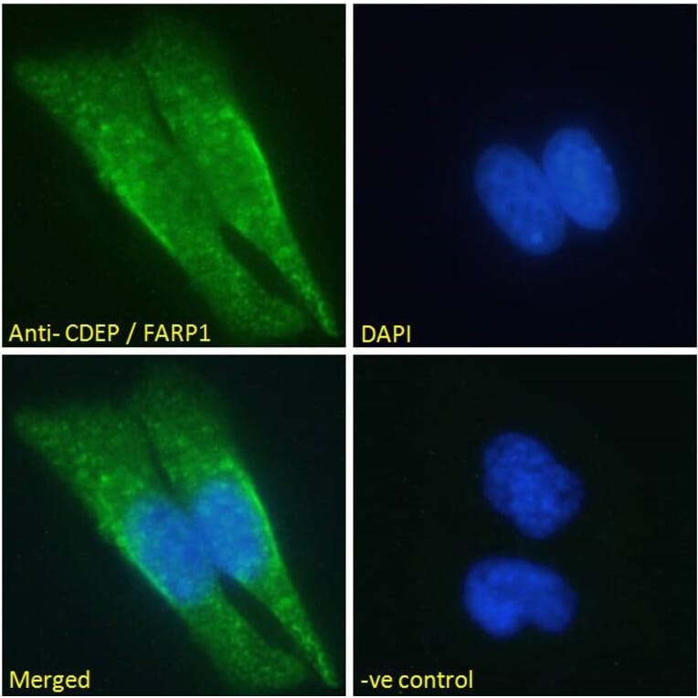 Immunofluorescence - Anti-CDEP Antibody (A121160)