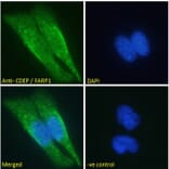 Immunofluorescence - Anti-CDEP Antibody (A121160)