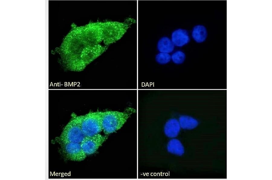 Immunofluorescence - Anti-BMP2 Antibody (A121170) - Antibodies.com