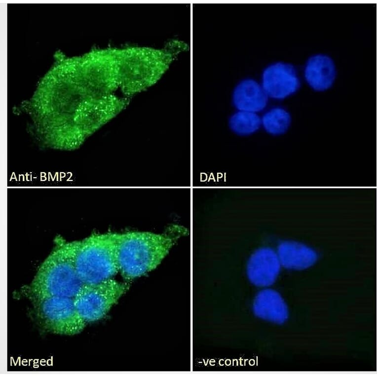 Immunofluorescence - Anti-BMP2 Antibody (A121170) - Antibodies.com