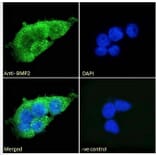 Immunofluorescence - Anti-BMP2 Antibody (A121170) - Antibodies.com