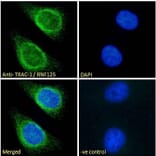 Immunofluorescence - Anti-TRAC-1 Antibody (A121155)