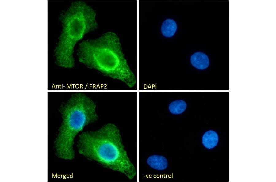 Immunofluorescence - Anti-mTOR Antibody (A121172) - Antibodies.com