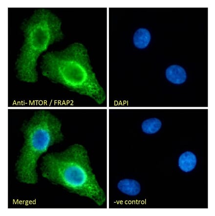 Immunofluorescence - Anti-mTOR Antibody (A121172) - Antibodies.com