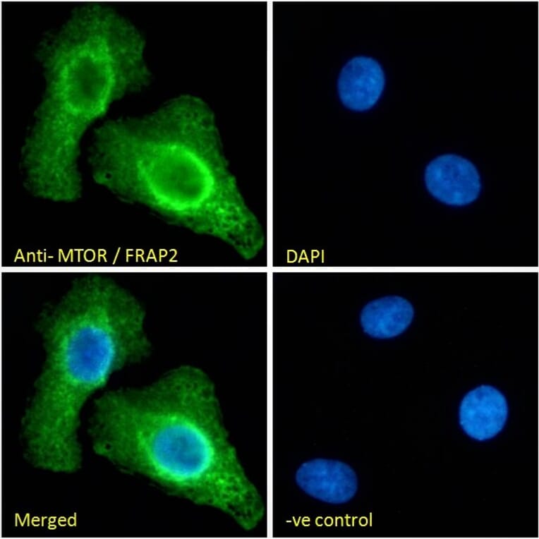 Immunofluorescence - Anti-mTOR Antibody (A121172) - Antibodies.com