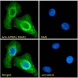 Immunofluorescence - Anti-mTOR Antibody (A121172) - Antibodies.com