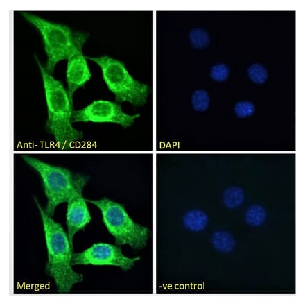 Immunofluorescence - Anti-TLR4 Antibody (A121173) - Antibodies.com