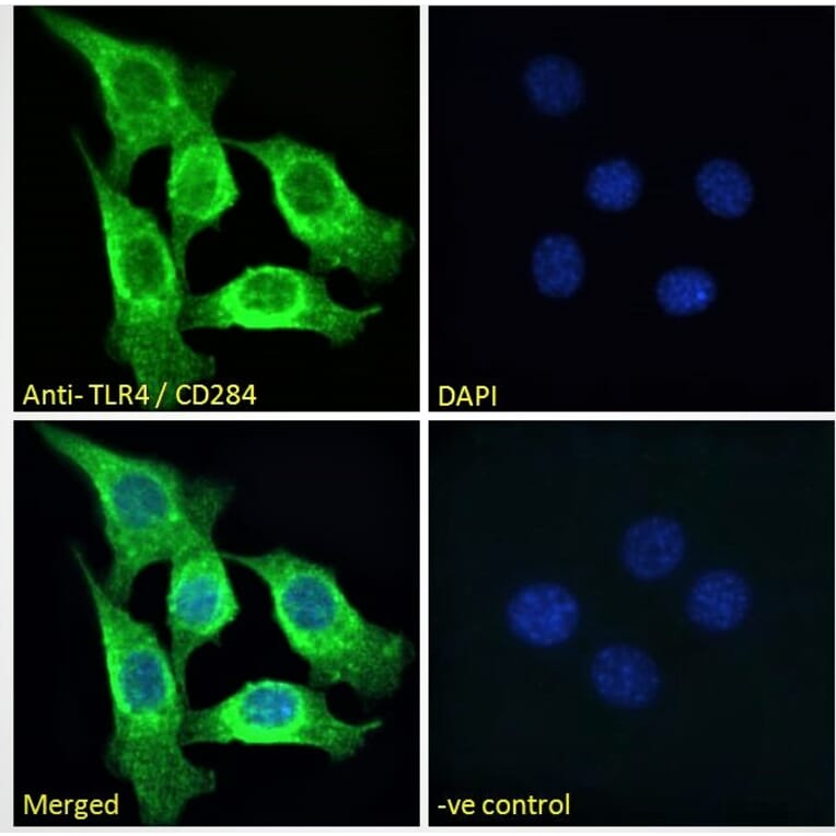 Immunofluorescence - Anti-TLR4 Antibody (A121173) - Antibodies.com