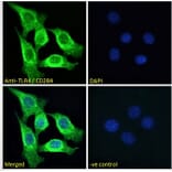 Immunofluorescence - Anti-TLR4 Antibody (A121173) - Antibodies.com