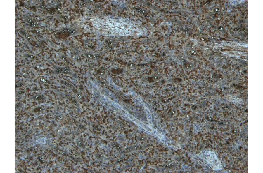 Immunohistochemistry - Anti-TLR4 Antibody (A121173) - Antibodies.com