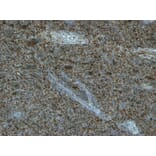 Immunohistochemistry - Anti-TLR4 Antibody (A121173) - Antibodies.com