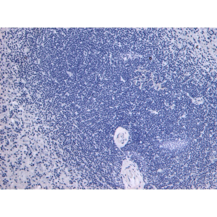 Immunohistochemistry - Anti-TLR4 Antibody (A121173) - Antibodies.com