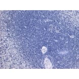 Immunohistochemistry - Anti-TLR4 Antibody (A121173) - Antibodies.com