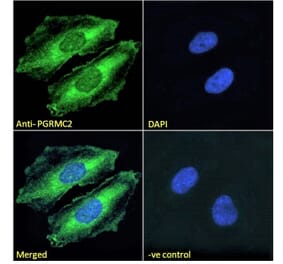 Immunofluorescence - Anti-PGRMC2 Antibody (A121176) - Antibodies.com