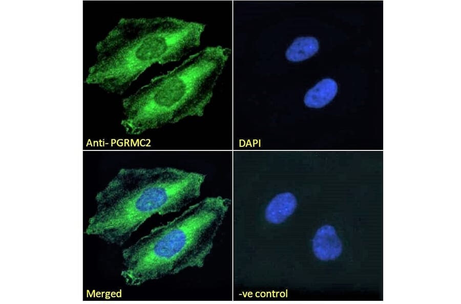 Immunofluorescence - Anti-PGRMC2 Antibody (A121176) - Antibodies.com
