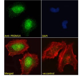 Immunofluorescence - Anti-PRDM14 Antibody (A121177) - Antibodies.com