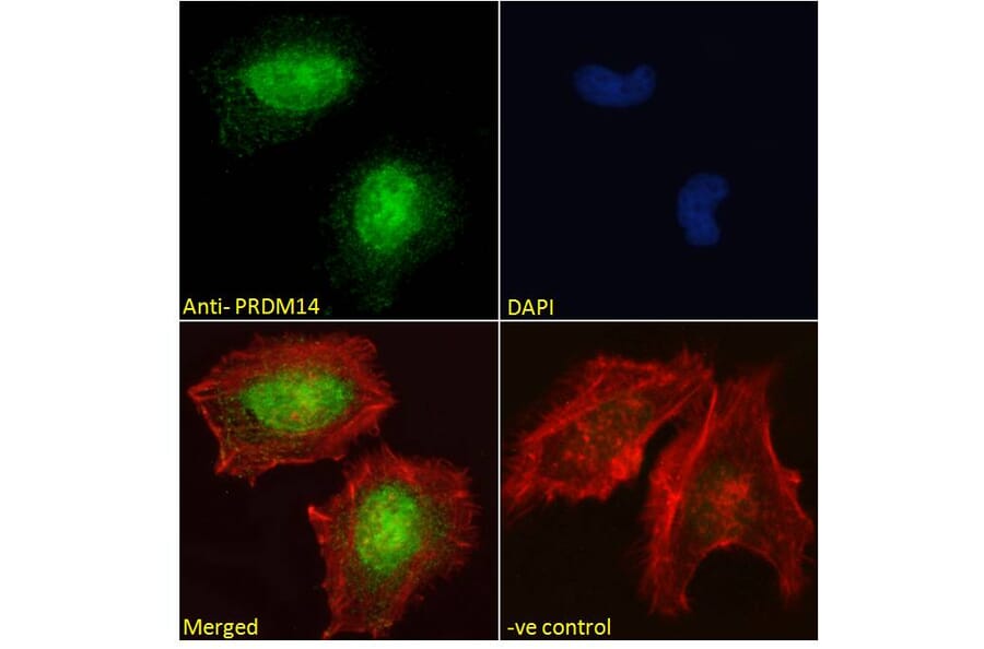 Immunofluorescence - Anti-PRDM14 Antibody (A121177) - Antibodies.com