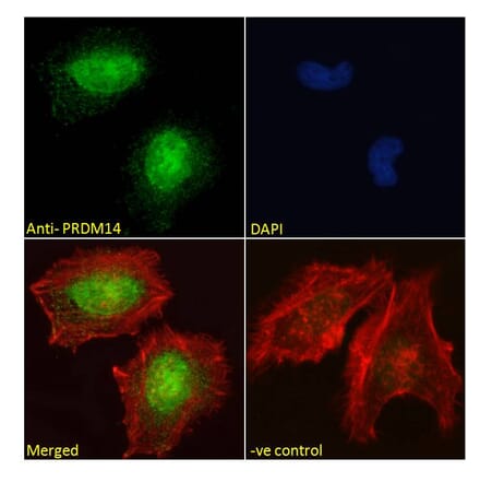 Immunofluorescence - Anti-PRDM14 Antibody (A121177) - Antibodies.com