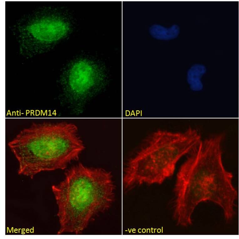 Immunofluorescence - Anti-PRDM14 Antibody (A121177) - Antibodies.com