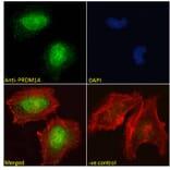 Immunofluorescence - Anti-PRDM14 Antibody (A121177) - Antibodies.com