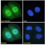 Immunofluorescence - Anti-AMPK beta 2/PRKAB2 Antibody (A121178) - Antibodies.com