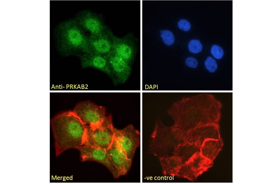 Immunofluorescence - Anti-AMPK beta 2/PRKAB2 Antibody (A121178) - Antibodies.com