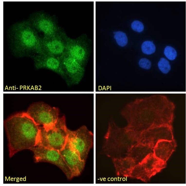 Immunofluorescence - Anti-AMPK beta 2/PRKAB2 Antibody (A121178) - Antibodies.com