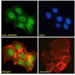 Immunofluorescence - Anti-AMPK beta 2/PRKAB2 Antibody (A121178) - Antibodies.com