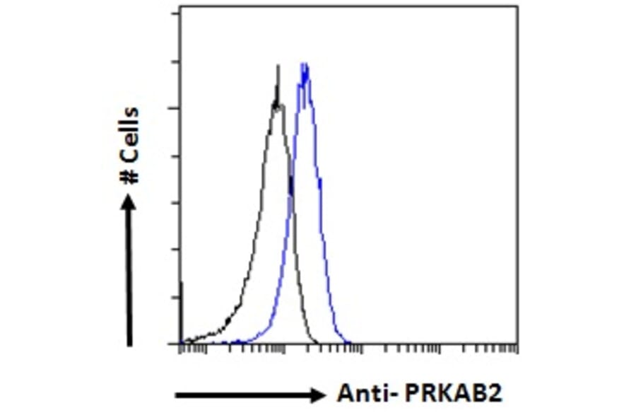 Flow Cytometry - Anti-AMPK beta 2/PRKAB2 Antibody (A121178) - Antibodies.com