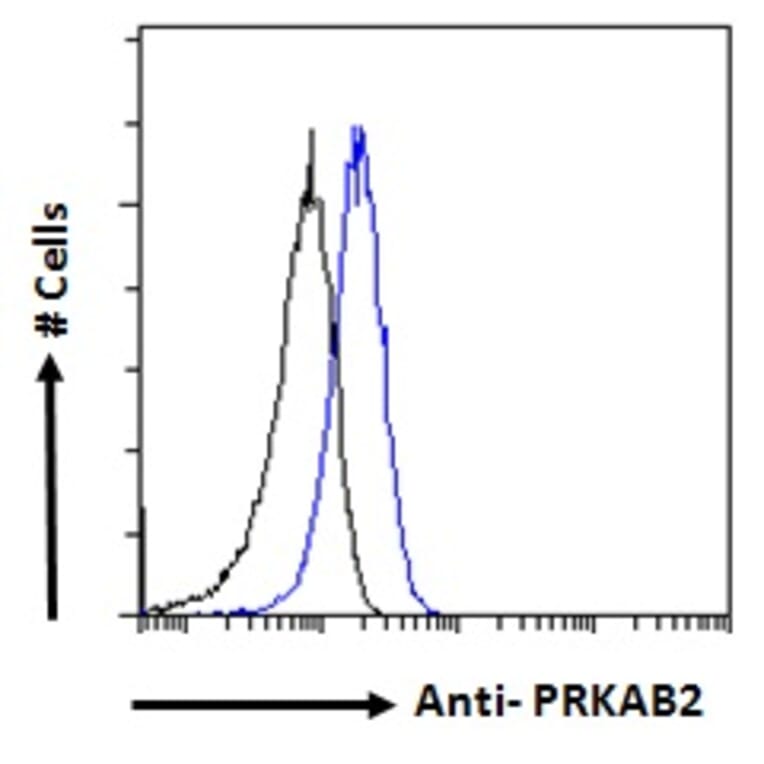 Flow Cytometry - Anti-AMPK beta 2/PRKAB2 Antibody (A121178) - Antibodies.com