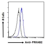 Flow Cytometry - Anti-AMPK beta 2/PRKAB2 Antibody (A121178) - Antibodies.com
