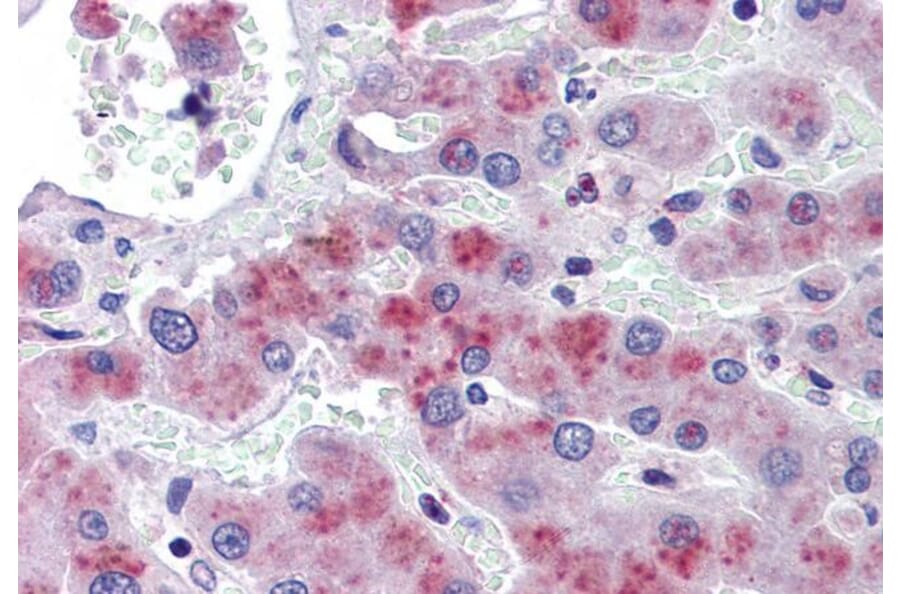 Immunohistochemistry - Anti-AMPK beta 2/PRKAB2 Antibody (A121178) - Antibodies.com