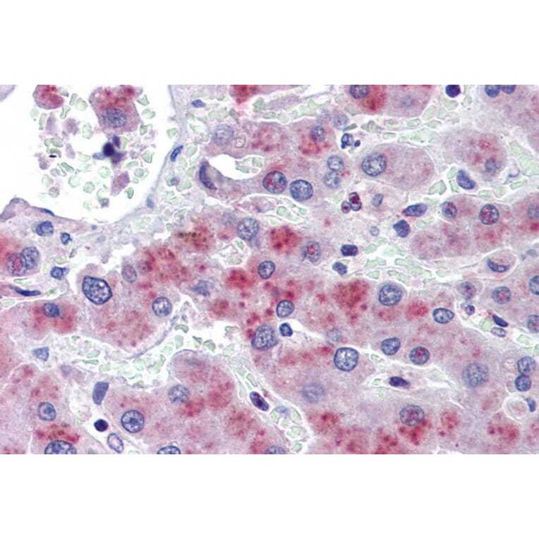 Immunohistochemistry - Anti-AMPK beta 2/PRKAB2 Antibody (A121178) - Antibodies.com