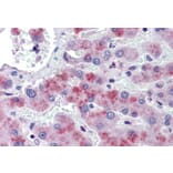 Immunohistochemistry - Anti-AMPK beta 2/PRKAB2 Antibody (A121178) - Antibodies.com