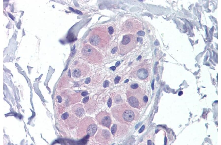 Immunohistochemistry - Anti-AMPK beta 2/PRKAB2 Antibody (A121178) - Antibodies.com