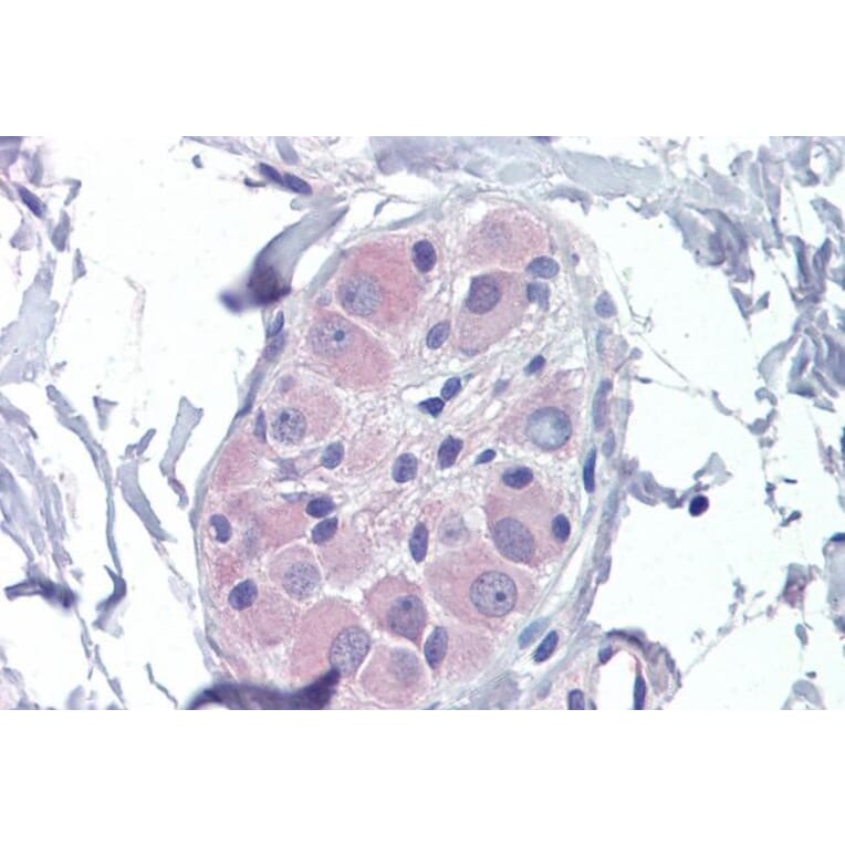 Immunohistochemistry - Anti-AMPK beta 2/PRKAB2 Antibody (A121178) - Antibodies.com