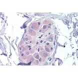 Immunohistochemistry - Anti-AMPK beta 2/PRKAB2 Antibody (A121178) - Antibodies.com
