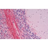 Immunohistochemistry - Anti-Robo3 Antibody (A121179) - Antibodies.com