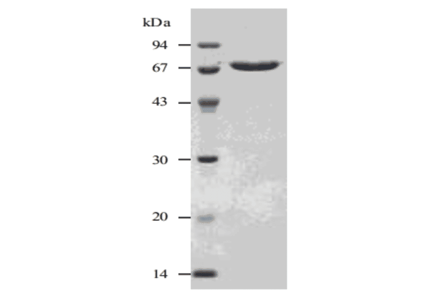 Purified SLO analysed by SDS-PAGE.