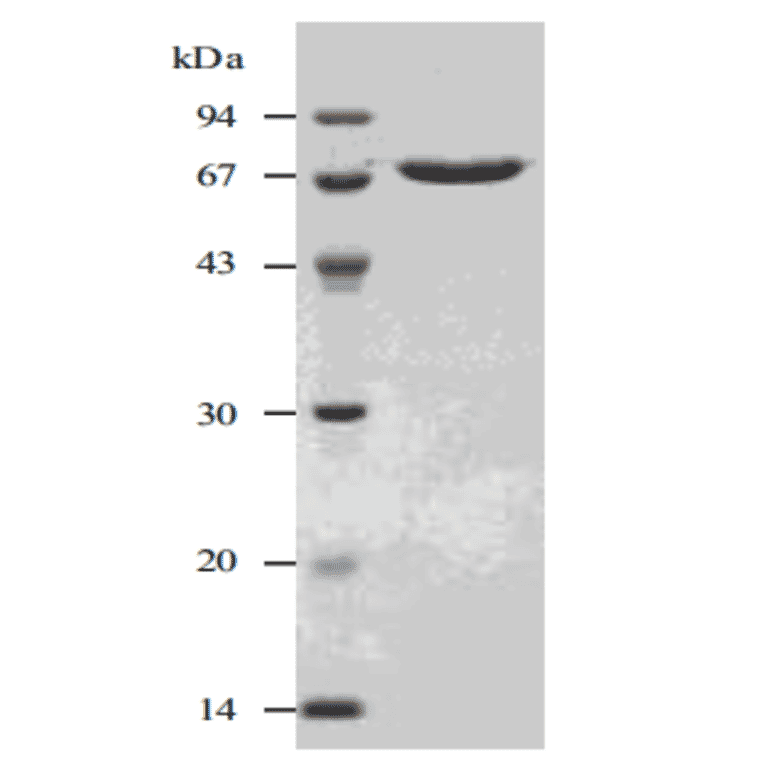 Purified SLO analysed by SDS-PAGE.