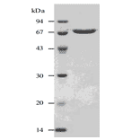 Purified SLO analysed by SDS-PAGE.