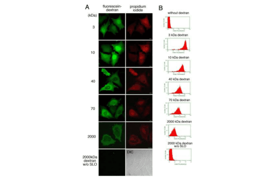 Introduction of fluorescein dextran of different molecular weights into resealed cells.