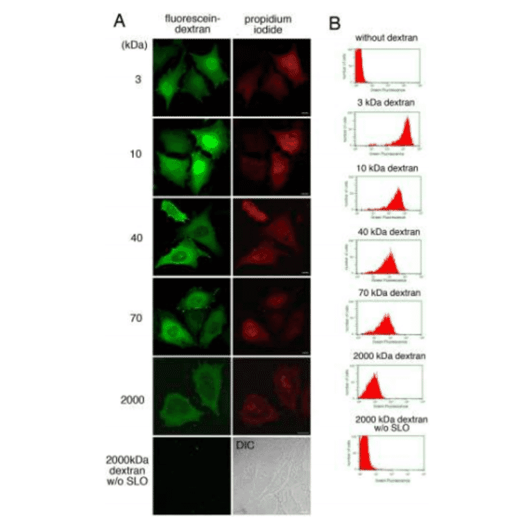 Introduction of fluorescein dextran of different molecular weights into resealed cells.
