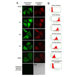 Introduction of fluorescein dextran of different molecular weights into resealed cells.