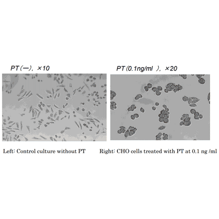 Assay: 0.1 ng/ml of PT in the culture medium of CHO cells at 37? for 17 hr ).