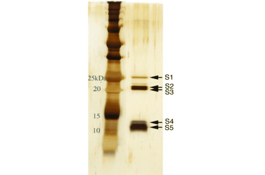SDS-PAGE of PT (silver staining).