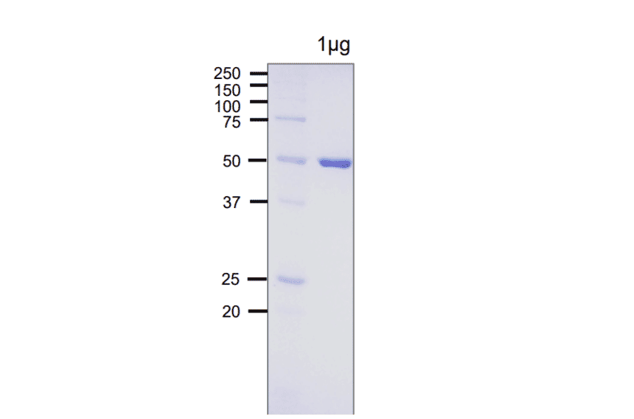 SDS-PAGE analysis of E. coli Photolyase.