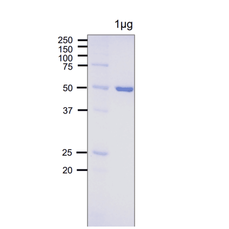 SDS-PAGE analysis of E. coli Photolyase.